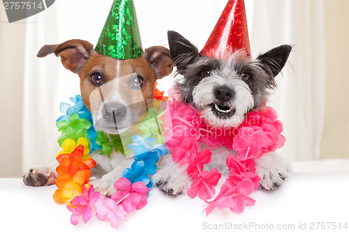 Image of happy birthday dogs