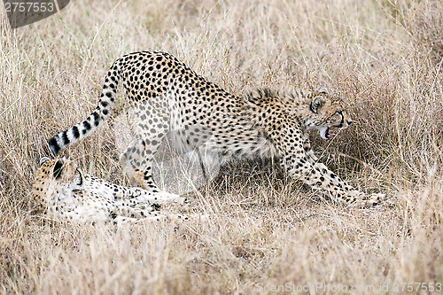 Image of Male cheetahs