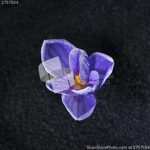 Image of Crocus vernus Pickwick