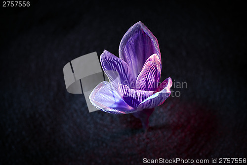 Image of crocus flower 