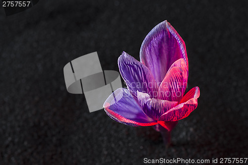 Image of crocus flower 