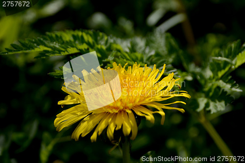 Image of Closeup of dandelion flower