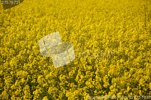 Image of Bright yellow oilseed rape flowers