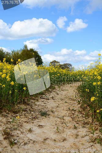 Image of Path leads through a field of yellow oilseed rape
