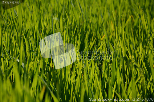 Image of Backlit young green wheat plants