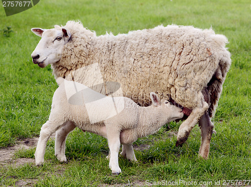 Image of Young lamb suckles from its mother