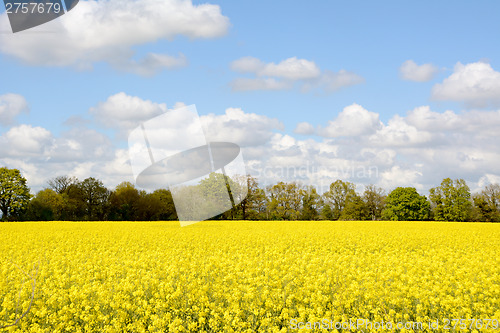 Image of Field of bright yellow oilseed rape