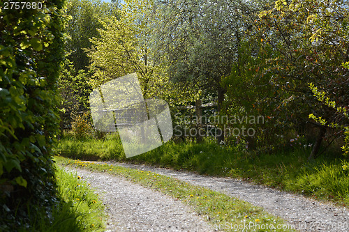 Image of Tree-lined driveway