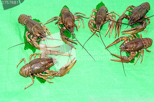 Image of Boiled crayfish beer snack .