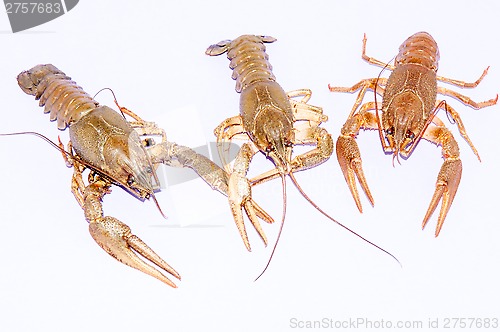 Image of Boiled crayfish beer snack .