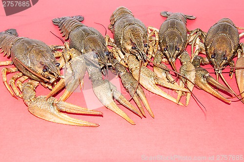 Image of Boiled crayfish beer snack .