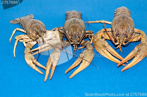 Image of Boiled crayfish beer snack .