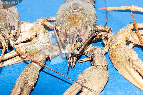 Image of Boiled crayfish beer snack .