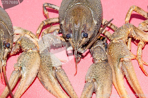 Image of Boiled crayfish beer snack .