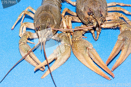 Image of Boiled crayfish beer snack .