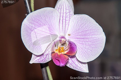 Image of Orchid flowers
