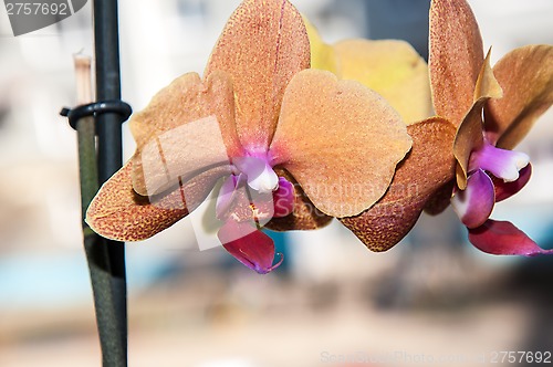 Image of Orchid flowers