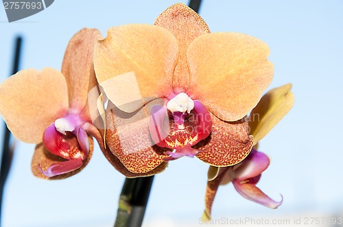 Image of Orchid flowers