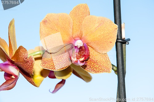 Image of Orchid flowers