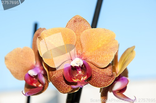 Image of Orchid flowers