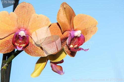 Image of Orchid flowers