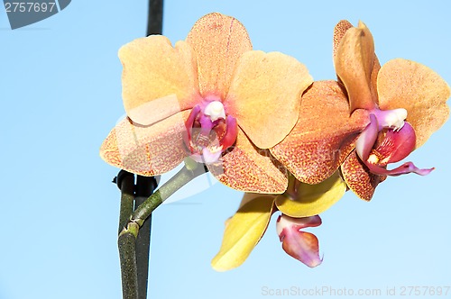 Image of Orchid flowers