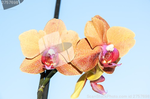 Image of Orchid flowers