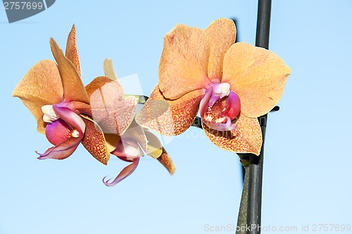 Image of Orchid flowers