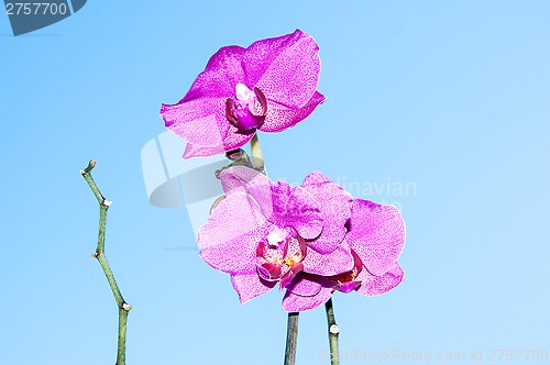 Image of Orchid flowers