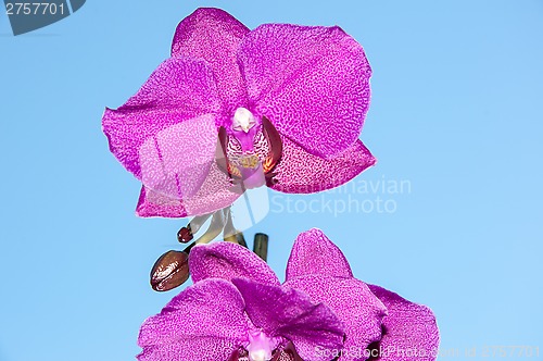 Image of Orchid flowers