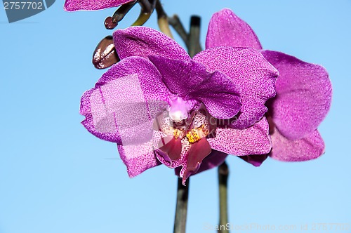 Image of Orchid flowers