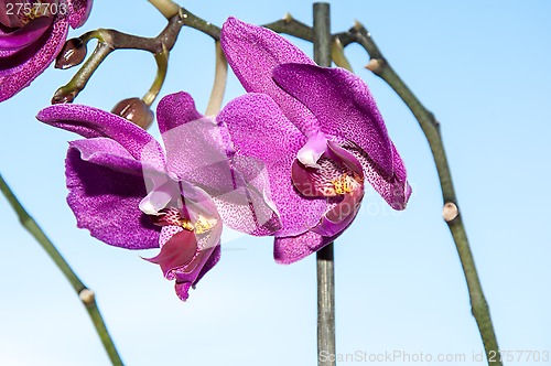 Image of Orchid flowers