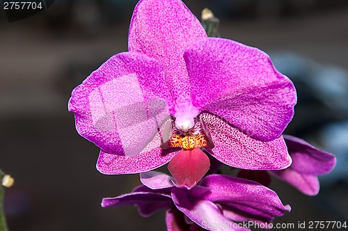 Image of Orchid flowers