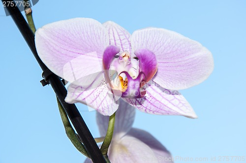 Image of Orchid flowers