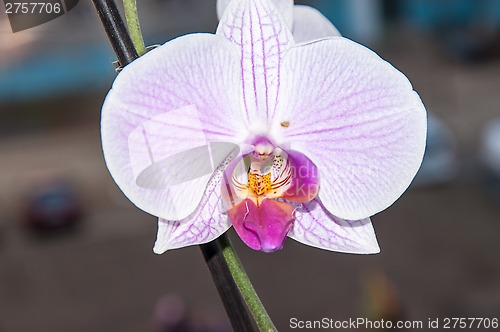 Image of Orchid flowers