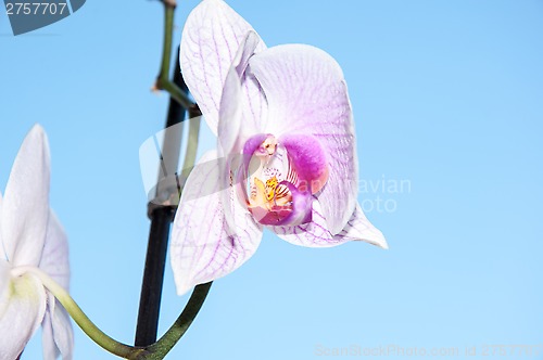 Image of Orchid flowers