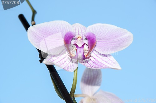 Image of Orchid flowers