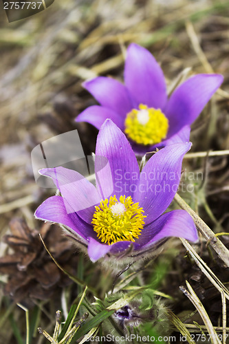 Image of Snowdrop bloom in spring in coniferous forest