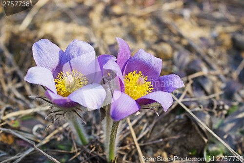 Image of Violet snowdrops bloom spring in the forest