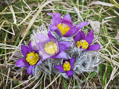 Image of Snowdrops bloom spring in the forest