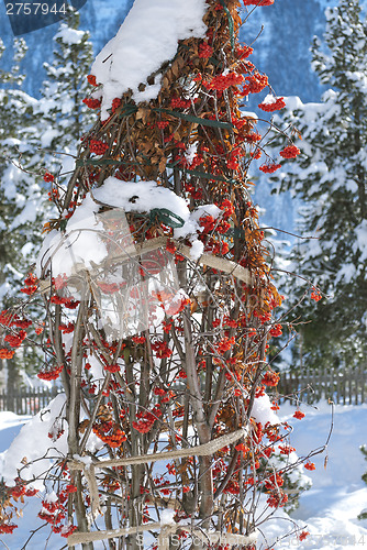 Image of Rowan Berries under Snow