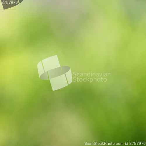 Image of natural green background