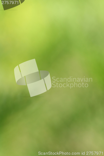 Image of natural green background