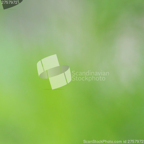 Image of natural green background