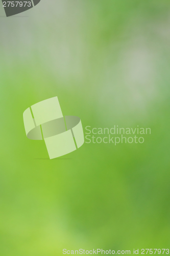 Image of natural green background