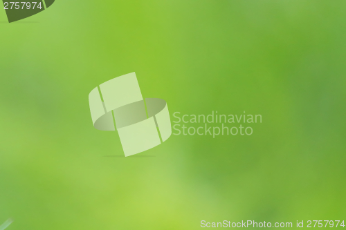 Image of natural green background