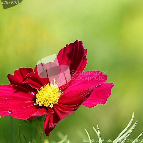 Image of  Cosmos flower on a green background 