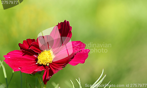 Image of  Cosmos flower on a green background 