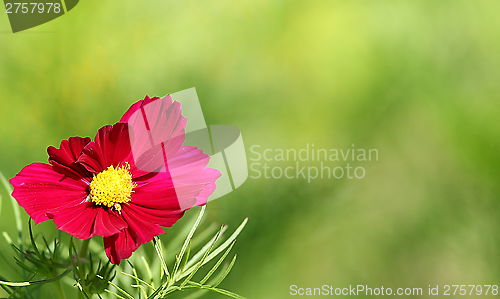 Image of  Cosmos flower on a green background 