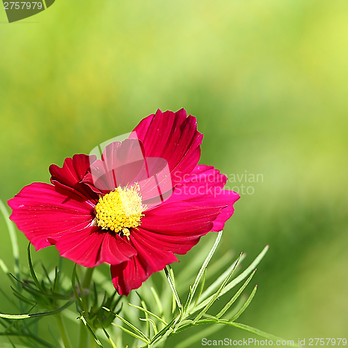 Image of  Cosmos flower on a green background 